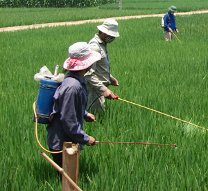 Nông dân xã Dân Hạ (Kỳ Sơn) thực hiện các biện pháp phòng trừ bệnh (ảnh phun trừ rầy tại ruộng lúa bị bệnh).